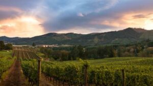 Celebrating Harvest at Wineries