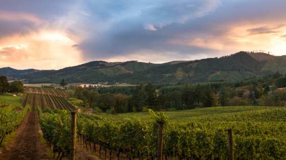 Celebrating Harvest at Wineries