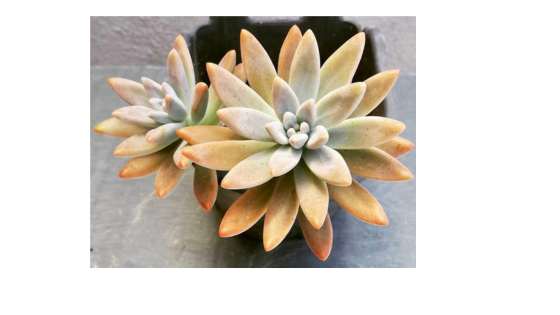 Peach Succulent Event Design Ideas