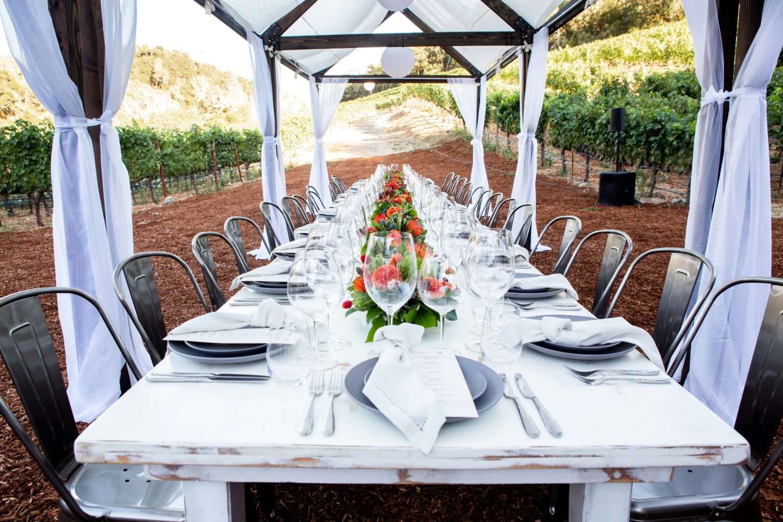 Dinner in a vineyard